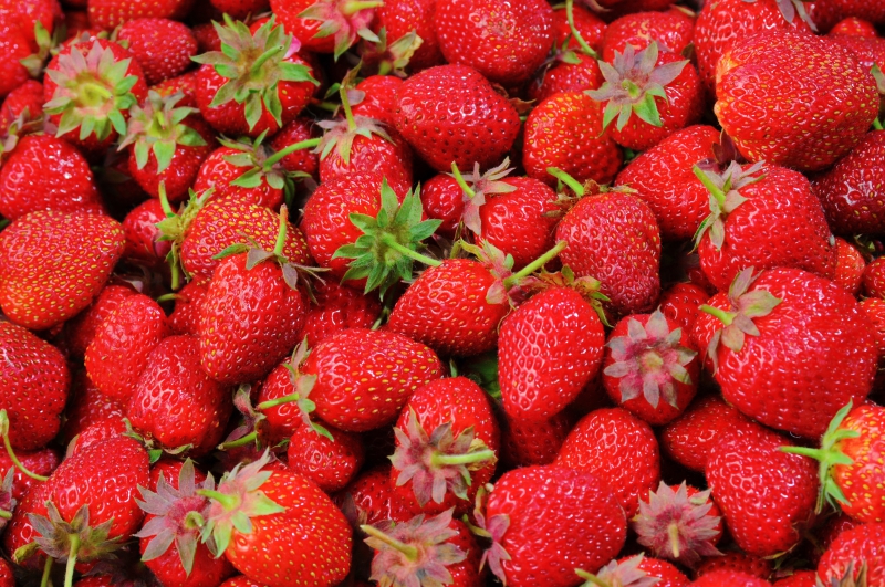 primeur-BEUIL-min_strawberries-528791